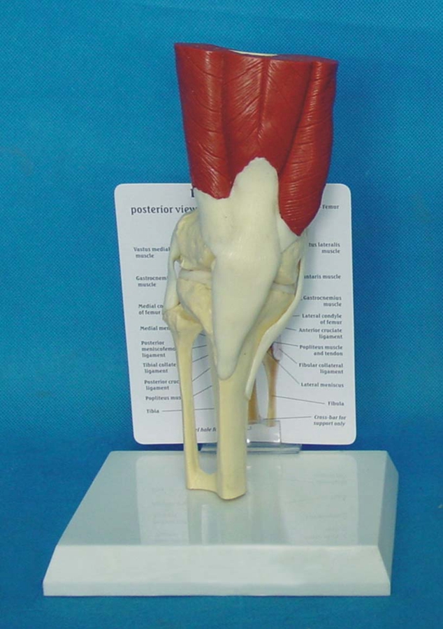 人体膝关节肌肉模型.jpg