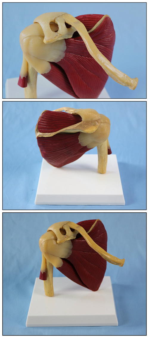 肩关节带肌肉模型(1).jpg
